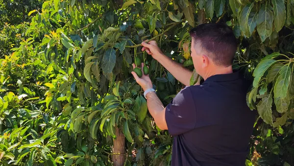 Adrian Hardie inspecting his avocado crop