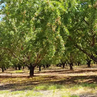 An almond orchard in Sunraysia