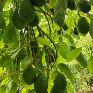 Avocados on the tree