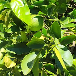 Winter citrus on the tree