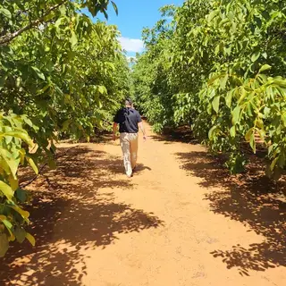 Adrian inspecting a walnut crop