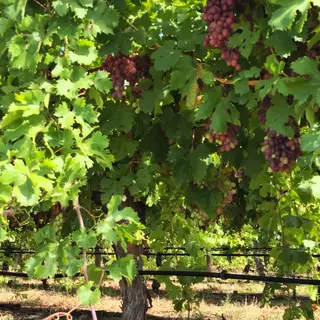 Red seedless table grapes