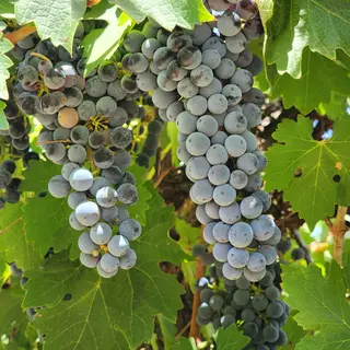 Black wine grapes on the vine